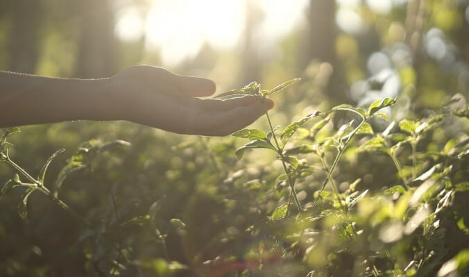 Hand berührt Pflanze